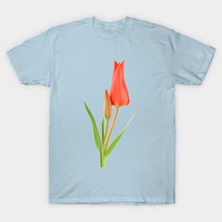 Tulipa praestans 'Van Tubergen's Variety' Miscellaneous tulip T-Shirt